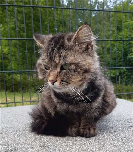 Koschka. Fotos: privat