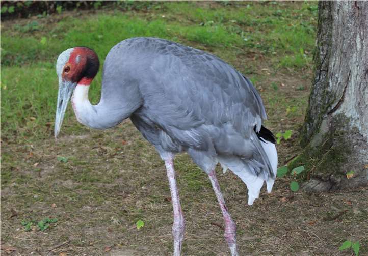 Kraniche im Zoo Neuwied. Fotos: Zoo Neuwied