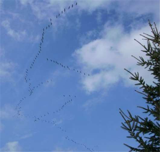 Kraniche sind aktuell wieder am Himmel zu beobachten. Foto: SGD Nord