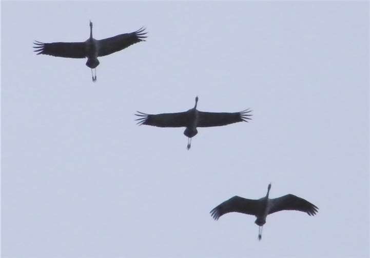 Kraniche über Ramersbach auf dem Weg in den Süden.privat