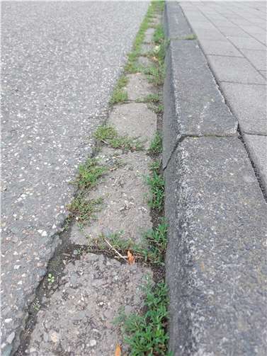 Kripp soll sauberer werden. Foto: privat