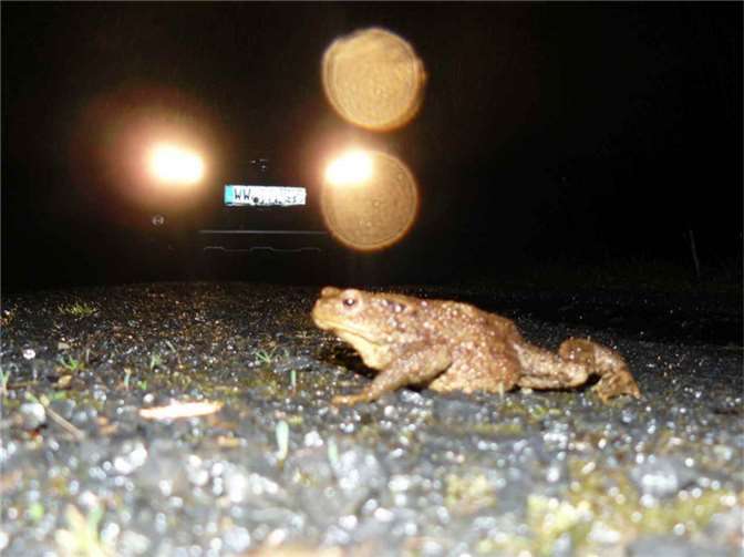Kröte, die bei Nacht eine befahrene Straße überquert.  Foto: © SGD Nord