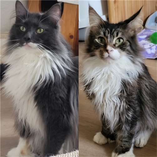 Krümel und Ari.  Foto: privat