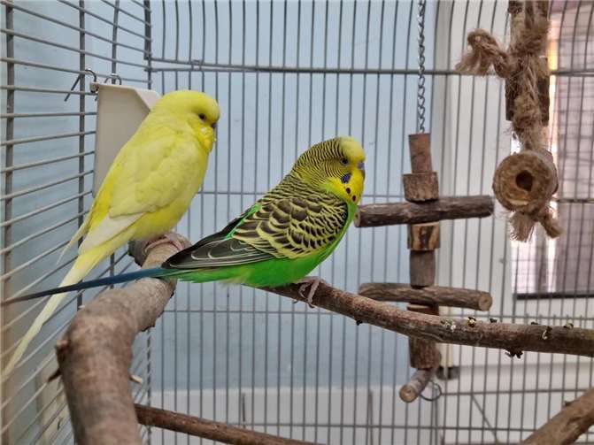 Krümel und Coco.  Foto: Sybill Limbach