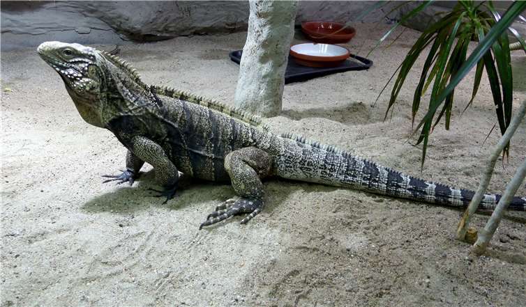 Kuba-Wirtelschwanzleguan Fotos: Zoo Neuwied