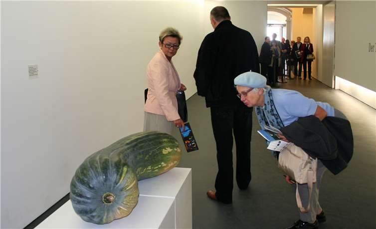 Kürbis aus Hans Arps Garten, ausgestellt zur Eröffnung des Arp Museums Bahnhof Rolandseck.