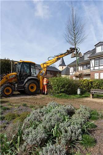 Kürzlich baggerten die Profis vom Bauhof um Bauhofleiter Stefan Schumacher mit großem Gerät das große Pflanzloch aus und setzten mit einem Minikran die schon fünf Meter hohe Linde in den Boden. Fotos: privat
