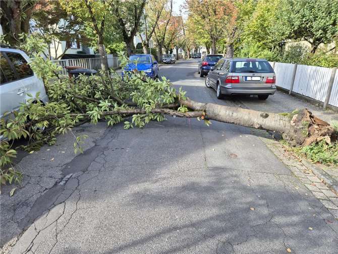 Kürzlich stürzte eine der Zierkirschen in der Kinzingstraße ohne nennenswerte äußere Einflüsse um und beschädigte ein geparktes Auto. Daraufhin wurden die Bäume eingehend untersucht.  Foto: Fotos SBN / Jan Kronenberger