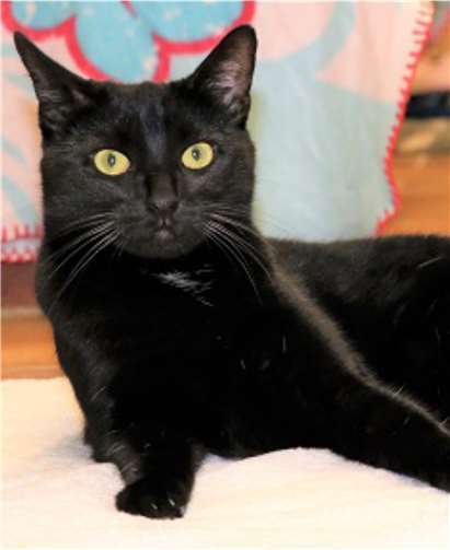 Kuro mag andere Katzen nicht und sucht daher ein Zuhause ohne Artgenossen. Tierheim u. Tierschutzverein Kreis Ahrweiler e.V.