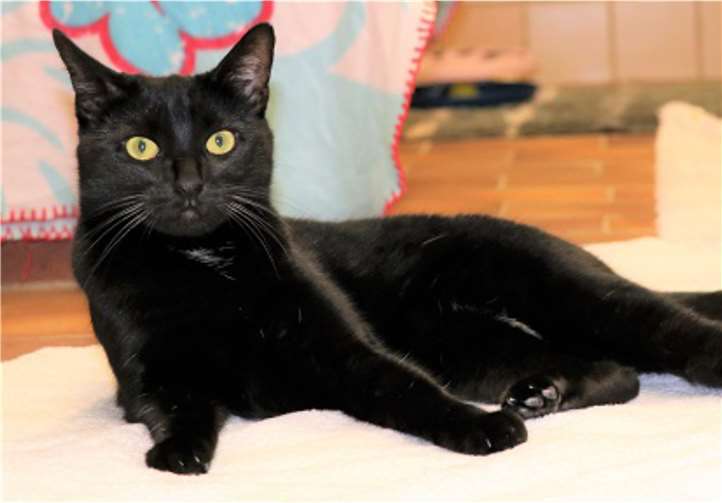 Kuro weiß, was sie will. privat