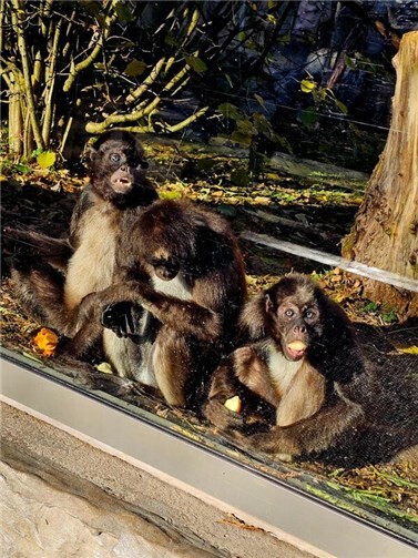 Kurz nach ihrer Ankunft begann die schrittweise Vergesellschaftung mit den zwei bereits in Neuwied lebenden Männchen. Fotos: Zoo Neuwied