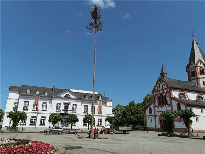 Kurz vor dem lautstarken Fall: Maibaumabbau bedeutet in Sinzig das „kontrollierte Abstürzen lassen“ des Mai-Symbols.