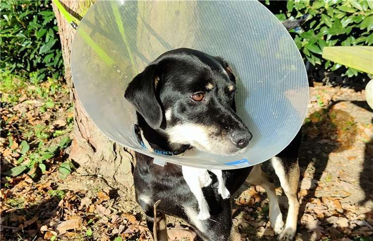 Kyara ist sehr krank. Foto: Tierheim Remagen