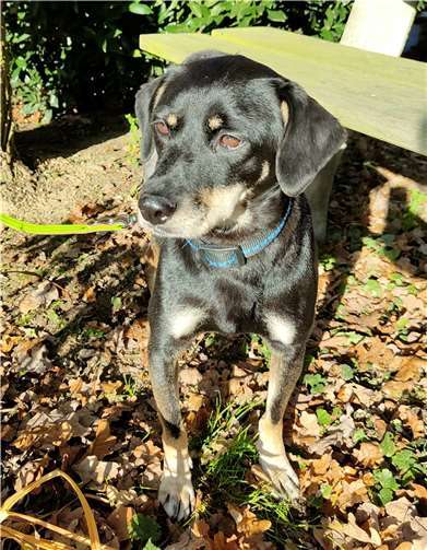 Kyara sucht ein Zuhause.Foto: Tierheim u. Tierschutzverein Kreis Ahrweiler e.V.