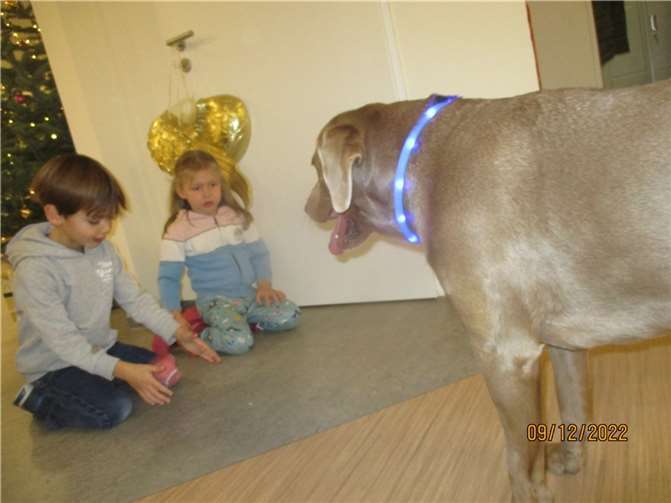 Labrador „Freiya“ begrüßte die Kinder.