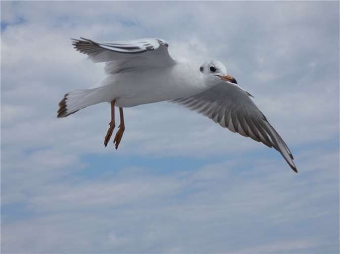 Lachmöwe.  Foto: © SGD Nord