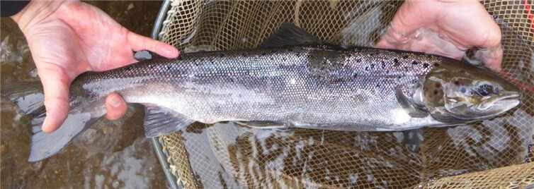 Lachs-Rogner, 58 cm.