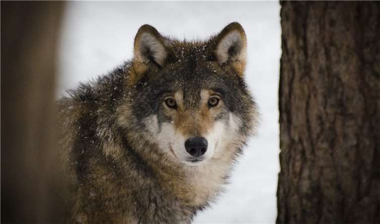 Längst ist der Wolf in Deutschland angekommen und nun auch im Kreis Ahrweiler.  Foto: Pixabay.com