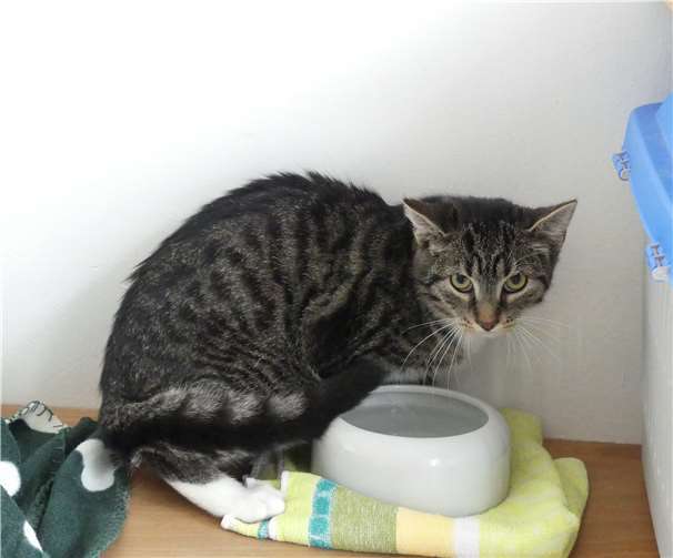 Lafy: Europäisch Kurzhaar, männlich/kastriert, ca. April 2019 geboren. Foto: privat