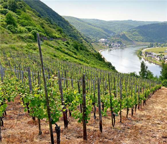 Lambertz: Entscheidung bringt dringend benötigte Sicherheit für den Weinbau. Fotos: Verbandsgemeinde Cochem