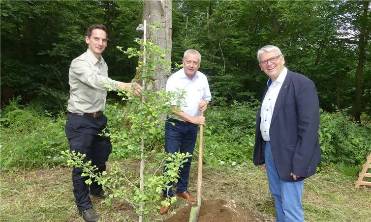 Landrat Manfred Schnur pflanzte im Rahmen des Integrationsprojektes einen Ginko-Baum im Kaisersescher Stadtwald.