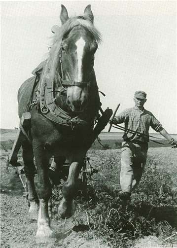 Landwirt Matthes und seine Flora erledigten ihre Arbeit mit purer Muskelkraft. Selbstverständlich auch bei Wind und Wetter! Foto: Leo Klöckner