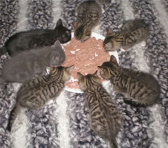 Langsam gewöhnen sich die Wildchen an Menschen. Privat