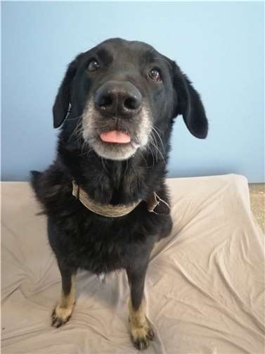 Lasco. Fotos: Tierheim Andernach