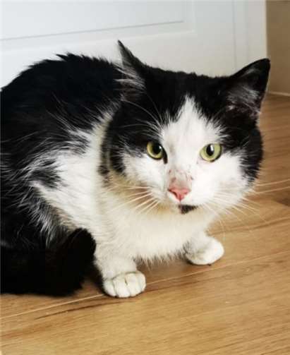 Lasse wurde abgemagert gefunden. Foto: Katzenschutzfreunde Rhein-Ahr-Eifel e.V.