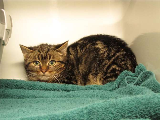 Lauren. Fotos: privat