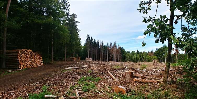 Laut Bundeswaldministerium ist die Kalamität der letzten Jahre die schwerste Krise der Forstwirtschaft seit Beginn der Bundesrepublik Deutschland.Foto: privat