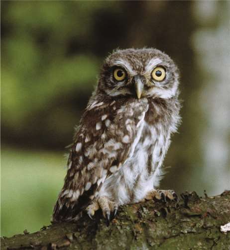 Laut Roter Liste stark gefährdet: der Steinkauz.privat