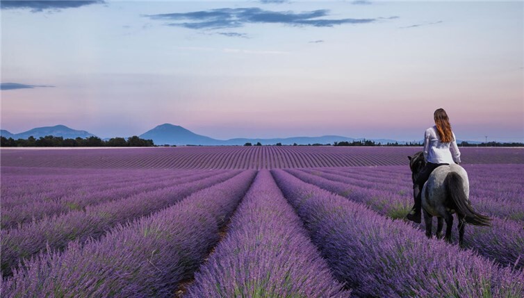 Lavendel hat sich im Einsatz gegen Stress und Schlafprobleme bewährt.
