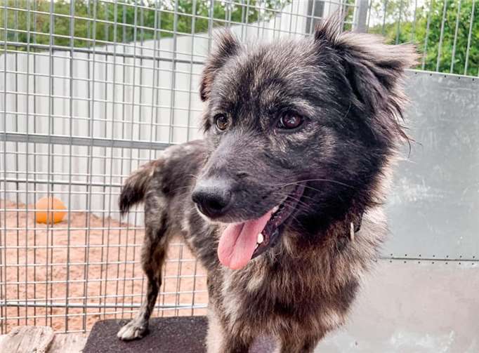 Lavigne braucht viel Aufmerksamkeit und Hundeerfahrung.