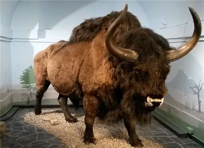 Lebensechte Tierrekonstruktionen, wie die des Steppenbisons, beeindruckten.