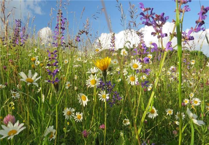 Lebensraum für Biene, Schmetterling & Co.: Artenreiche Wiese in Gönnersdorf mit Salbei (blau), Margerite (weiß), Rotklee (rot), Rauher Löwenzahn (gelb). Foto: Andreas Weidner