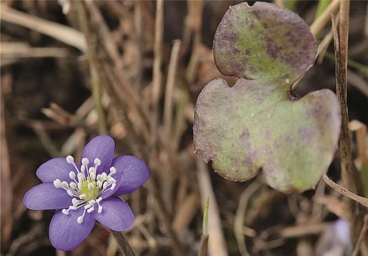 Leberblümchen (Hepatica nobilis). Rea Brinkhoff