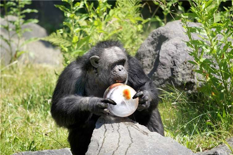 Leckere Abkühlung: Eisbomben sind eine willkommene Ergänzung des Speiseplans.  Foto: Zoo Neuwied