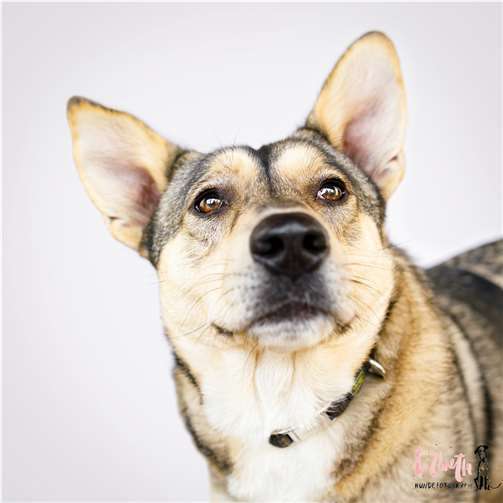 Leeloo. Foto: Lizbeth Hundefotografie/Markus Stammschroer