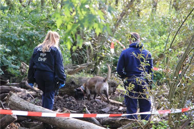 Leichensuchhündin Arya suchte mit ihrer Hundeführerin die Fundstelle im Naturschutzgebiet Ahrmündung bei Kripp ab. Die vierjährige belgische Schäferhündin schlug dabei mehrmals an. Auch an Stellen, an denen bereits Skelettteile gefunden worden waren.  Foto: GS