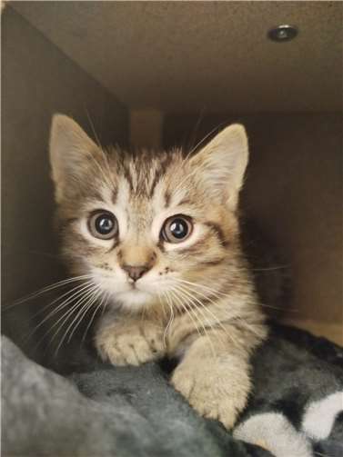 Leider sind die Futtervorräte für die Kitten so gut wie aufgebraucht. Foto: privat