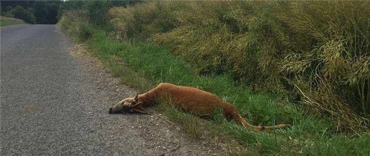 Leider wird nicht in jedem Fall der Zusammenstoß mit einem Wildtier gemeldet. Die Tiere verenden dann qualvoll. Privat