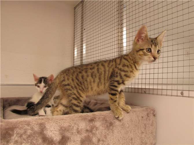 Lemon. Foto: Katzenhilfe WW