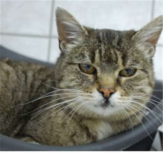 Lena ist genügsam, ruhig und lieb.Foto: privat