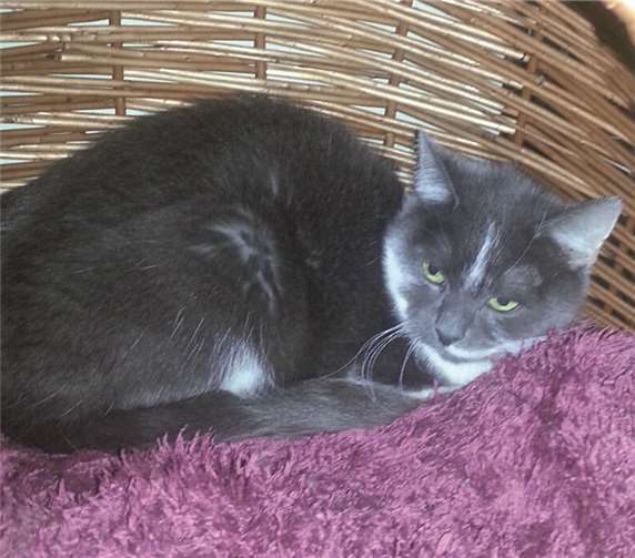 Lena sucht eine neues Zuhause. privat