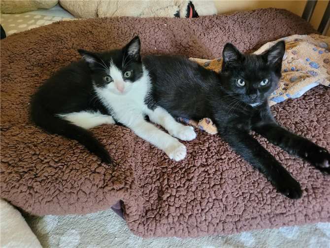 Leni (links) und Paula suchen einen neuen Kuschelplatz.Foto: Katzenschutzfreunde Rhein-Ahr-Eifel e.V.