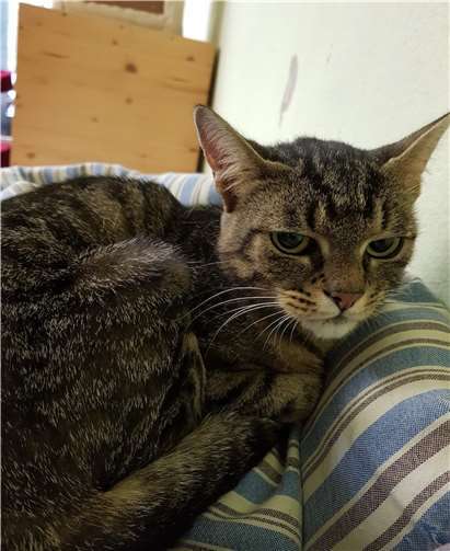 Leni sucht ein neues Zuhause. Foto: Tierheim u. Tierschutzverein Kreis Ahrweiler e.V.