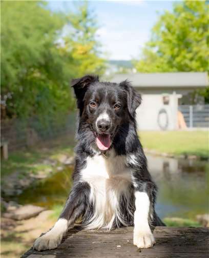 Lennox. Fotos: privat