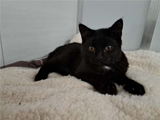 Lennox. Fotos: privat