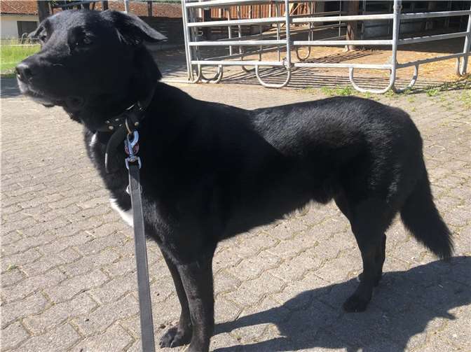 Lenny.  Quellen: Tierheim Ransbach-Baumbach